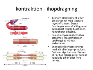 kontraktion - ihopdragning
• Tunnare aktinfilament sitter
om vartannat med tjockare
myosinfilament. Dessa
överlappar varandra litegrann i
avslappnat tillstånd, och mer i
kontraherat tillstånd.
• En aktin-myosinenhet kallas
sarkomer. Muskelfibern är
uppbyggd av många
sarkomerer.
• En muskelfiber kontraheras
med allt eller inget-principen.
Det som styr hur stor rörelsen
blir är hur många celler som är
kopplade till en eller flera
nerver.
 