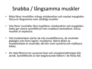 Snabba / långsamma muskler
• Röda fibrer innehåller många mitokondrier och mycket myoglobin.
Dessa är långsamma men uthålliga muskler
• Vita fibrer innehåller färre kapillärer, mitokondrier och myoglobin.
Detta ger sämre syretillförsel men snabbare kontraktion. Dessa
muskler är explosiva.
• Vid muskelarbete startar de vita muskelfibrerna, de använder
glykogen som finns lagrat i musklerna. Större delen av
muskelarbetet är anaerobt, det blir snart syrebrist och mjölksyra
bildas.
• De röda fibrerna tar succesivt över och energiomsättningen blir
aerob. Syretillförseln är den begränsande faktorn i de flesta fall.
 