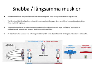 Snabba / långsamma muskler
• Röda fibrer innehåller många mitokondrier och mycket myoglobin. Dessa är långsamma men uthålliga muskler
• Vita fibrer innehåller färre kapillärer, mitokondrier och myoglobin. Detta ger sämre syretillförsel men snabbare kontraktion.
Dessa muskler är explosiva.
• Vid muskelarbete startar de vita muskelfibrerna, de använder glykogen som finns lagrat i musklerna. Större delen av
muskelarbetet är anaerobt, det blir snart syrebrist och mjölksyra bildas.
• De röda fibrerna tar succesivt över och energiomsättningen blir aerob. Syretillförseln är den begränsande faktorn i de flesta fall.
 