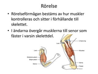 Rörelse
• Rörelseförmågan bestäms av hur muskler
kontrolleras och sitter i förhållande till
skelettet.
• I ändarna övergår musklerna till senor som
fäster i varsin skelettdel.
 