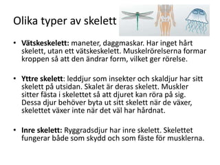 Olika typer av skelett
• Vätskeskelett: maneter, daggmaskar. Har inget hårt
skelett, utan ett vätskeskelett. Muskelrörelserna formar
kroppen så att den ändrar form, vilket ger rörelse.
• Yttre skelett: leddjur som insekter och skaldjur har sitt
skelett på utsidan. Skalet är deras skelett. Muskler
sitter fästa i skelettet så att djuret kan röra på sig.
Dessa djur behöver byta ut sitt skelett när de växer,
skelettet växer inte när det väl har hårdnat.
• Inre skelett: Ryggradsdjur har inre skelett. Skelettet
fungerar både som skydd och som fäste för musklerna.
 