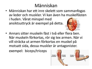 Människan
• Människan har ett inre skelett som sammanfogas
av leder och muskler. Vi kan även ha muskelfästen
i huden. Vårat minspel med
ansiktsuttryck är exempel på detta.
• Annars sitter muskeln fäst i två eller flera ben.
När muskeln förkortas, rör sig tex armen. När vi
vill sträcka ut armen förkortas en muskel på
motsatt sida, dessa muskler är antagonister.
exempel: biceps/triceps
 