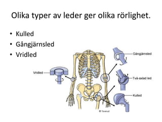 Olika typer av leder ger olika rörlighet.
• Kulled
• Gångjärnsled
• Vridled
 
