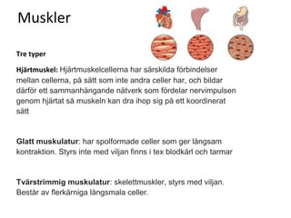 Muskler
Tre typer
Hjärtmuskel: Hjärtmuskelcellerna har särskilda förbindelser
mellan cellerna, på sätt som inte andra celler har, och bildar
därför ett sammanhängande nätverk som fördelar nervimpulsen
genom hjärtat så muskeln kan dra ihop sig på ett koordinerat
sätt
Glatt muskulatur: har spolformade celler som ger långsam
kontraktion. Styrs inte med viljan finns i tex blodkärl och tarmar
Tvärstrimmig muskulatur: skelettmuskler, styrs med viljan.
Består av flerkärniga långsmala celler.
 