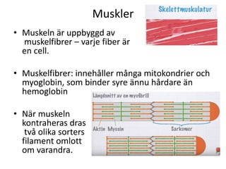 Muskler
• Muskeln är uppbyggd av
muskelfibrer – varje fiber är
en cell.
• Muskelfibrer: innehåller många mitokondrier och
myoglobin, som binder syre ännu hårdare än
hemoglobin
• När muskeln
kontraheras dras
två olika sorters
filament omlott
om varandra.
 