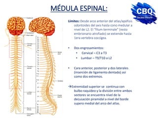 MÉDULA ESPINAL:
Límites: Desde arco anterior del atlas/apófisis
odontoides del axis hasta cono medular a
nivel de L2. El “filum terminale” (resto
embrionario atrofiado) se extiende hasta
1era vertebra coccígea.
• Dos engrosamientos:
• Cervical – C3 a T3
• Lumbar – T9/T10 a L2
• Cara anterior, posterior y dos laterales
(inserción de ligamento dentado) así
como dos extremos.
Extremidad superior se continua con
bulbo raquídeo y la división entre ambos
sectores se encuentra nivel de la
decusación piramidal a nivel del borde
supero medial del arco del atlas.
 
