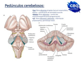 Pedúnculos cerebelosos:
•Sup: fibras eferentes dirigidas hacia el mesencéfalo y
tálamo – coordinación de actividad muscular.
•Medios: fibras aferentes – control del
movimiento(planificación/programación).
•Inf: fibras eferentes y aferentes - información
propioceptiva, aprendizaje motor.
 