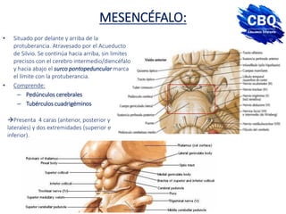 MESENCÉFALO:
Presenta 4 caras (anterior, posterior y
laterales) y dos extremidades (superior e
inferior).
• Situado por delante y arriba de la
protuberancia. Atravesado por el Acueducto
de Silvio. Se continúa hacia arriba, sin limites
precisos con el cerebro intermedio/diencéfalo
y hacia abajo el surco pontopeduncular marca
el límite con la protuberancia.
• Comprende:
– Pedúnculos cerebrales
– Tubérculos cuadrigéminos
 