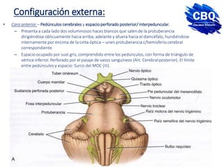Configuración externa:
• Cara anterior – Pedúnculos cerebrales y espacio perforado posterior/ interpeduncular.
– Presenta a cada lado dos voluminosos haces blancos que salen de la protuberancia
dirigiéndose oblicuamente hacia arriba, adelante y afuera hacia el diencéfalo, hundiéndose
internamente por encima de la cinta óptica – unen protuberancia c/hemisferio cerebral
correspondiente.
– Espacio ocupado por sust.gris, comprendido entre los pedúnculos, con forma de triángulo de
vértice inferior. Perforado por el pasaje de vasos sanguíneos (Art. Cerebral posterior). El límite
entre pedúnculos y espacio: Surco del MOC (III).
 