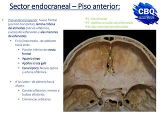 Sector endocraneal – Piso anterior:
• Piso anterior/superior: hueso frontal
(porción horizontal), lamina cribosa
del etmoides (nervio olfatorio),
cuerpo del esfenoides y alas menores
de esfenoides.
• En la línea media - de adelante
hacia atrás:
• Porción inferior de cresta
frontal
• Agujero ciego
• Apófisis crista galli
• Canal óptico: Nervio óptico
y arteria oftálmica.
• A los lados– de adentro hacia
afuera:
• Canales olfatorios: nervios y
bulbos olfatorios
• Eminencias orbitarias
1
2
3
4
5
6
7
6
8
1: Seno frontal
7: Apófisis clinoides del esfenoides
8: Alas menores del esfenoides
 
