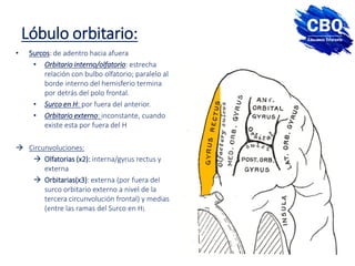 Lóbulo orbitario:
• Surcos: de adentro hacia afuera
• Orbitario interno/olfatorio: estrecha
relación con bulbo olfatorio; paralelo al
borde interno del hemisferio termina
por detrás del polo frontal.
• Surco en H: por fuera del anterior.
• Orbitario externo: inconstante, cuando
existe esta por fuera del H
 Circunvoluciones:
 Olfatorias (x2): interna/gyrus rectus y
externa
 Orbitarias(x3): externa (por fuera del
surco orbitario externo a nivel de la
tercera circunvolución frontal) y medias
(entre las ramas del Surco en H).
 