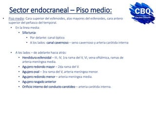 • Piso medio: Cara superior del esfenoides, alas mayores del esfenoides, cara antero
superior del peñasco del temporal.
• En la línea media:
• Silla turca:
• Por delante: canal óptico
• A los lados: canal cavernoso – seno cavernoso y arteria carótida interna
• A los lados – de adelante hacia atrás:
• Hendidura esfenoidal – III, IV, 1ra rama del V, VI, vena oftálmica, ramas de
arteria meníngea media.
• Agujero redondo mayor – 2da rama del V.
• Agujero oval – 3ra rama del V, arteria meníngea menor.
• Agujero redondo menor – arteria meníngea media.
• Agujero rasgado anterior
• Orificio interno del conducto carotideo – arteria carótida interna.
Sector endocraneal – Piso medio:
 