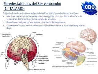 Paredes laterales del 3er ventrículo:
1 - TALAMO:
Conjunto de núcleos situados a ambos lados del 3er ventrículo, con diversas funciones:
• Interpuesto en el camino de vía sensitiva – sensibilidad táctil y profunda; térmica, dolor,
sensaciones discriminativas: forma, tamaño de las cosas.
• Relación con núcleos y corteza motora – regulación del movimiento.
• Conexión con estructuras que intervienen en la vida emocional – agradable/desagradable,
dolor.
 