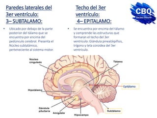 • Ubicado por debajo de la parte
posterior del tálamo que se
encuentra por encima del
pedúnculo cerebral. Presenta el
Núcleo subtalámico,
perteneciente al sistema motor.
Paredes laterales del
3er ventrículo:
3– SUBTALAMO:
• Se encuentra por encima del tálamo
y comprende las estructuras que
formaran el techo del 3er
ventrículo: Glándula pineal/epífisis,
trígono y tela coroidea del 3er
ventrículo.
Techo del 3er
ventrículo:
4– EPITALAMO:
Epitálamo
 
