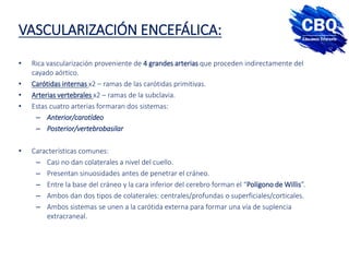 VASCULARIZACIÓN ENCEFÁLICA:
• Rica vascularización proveniente de 4 grandes arterias que proceden indirectamente del
cayado aórtico.
• Carótidas internas x2 – ramas de las carótidas primitivas.
• Arterias vertebrales x2 – ramas de la subclavia.
• Estas cuatro arterias formaran dos sistemas:
– Anterior/carotídeo
– Posterior/vertebrobasilar
• Características comunes:
– Casi no dan colaterales a nivel del cuello.
– Presentan sinuosidades antes de penetrar el cráneo.
– Entre la base del cráneo y la cara inferior del cerebro forman el “Polígono de Willis”.
– Ambos dan dos tipos de colaterales: centrales/profundas o superficiales/corticales.
– Ambos sistemas se unen a la carótida externa para formar una vía de suplencia
extracraneal.
 