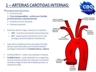 1 – ARTERIAS CAROTIDAS INTERNAS:
Principales ramas de la Aorta:
1 – Coronarias (x2)
2 – Tronco braquiocefálico – se bifurca en Carótida
primitiva derecha y subclavia derecha.
3 – Carótida primitiva izquierda.
4 – Subclavia izquierda.
• Presentan distinto origen a derecha y a izquierda.
– CPD – nivel de la articulación esternoclavicular.
– CPI – Cayado aórtico (presenta 5 ó 6 cm más
de largo y presenta trayecto intratorácico).
• Cada arteria carótida primitiva asciende a los lados
del eje visceral del cuello y termina bifurcándose
(cartílago tiroides/4vC) en Carótida interna y externa.
• Carótida externa – cuello, cara y paredes craneanas.
• Carótida interna – no da colaterales en su segmento
cervical, atraviesa la base de cráneo por el conducto
carotideo y llega a la base del encéfalo para dar sus
ramas terminales.
 