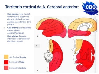 Territorio cortical de A. Cerebral anterior:
• Cara externa: 1era frontal,
extremidades superiores
del resto de las frontales,
parietal ascendente y 1era
parietal.
• Cara interna: Casi totalidad
menos lóbulo
occipital/temporal.
• Cara inferior: Porción
interna de la cara inferior
del lóbulo frontal.
Art. Cerebral Anterior
Art. Cerebral Media
Art. Cerebral Posterior
 