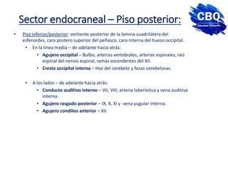 Sector endocraneal – Piso posterior:
• Piso inferior/posterior: vertiente posterior de la lamina cuadrilátera del
esfenoides, cara postero superior del peñasco, cara interna del hueso occipital.
• En la línea media – de adelante hacia atrás:
• Agujero occipital – Bulbo, arterias vertebrales, arterias espinales, raíz
espinal del nervio espinal, ramas ascendentes del XII.
• Cresta occipital interna – Hoz del cerebelo y fosas cerebelosas.
• A los lados – de adelante hacia atrás:
• Conducto auditivo interno – VII, VIII, arteria laberíntica y vena auditiva
interna.
• Agujero rasgado posterior – IX, X, XI y vena yugular interna.
• Agujero condíleo anterior – XII
 