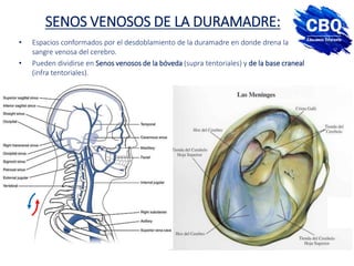 SENOS VENOSOS DE LA DURAMADRE:
• Espacios conformados por el desdoblamiento de la duramadre en donde drena la
sangre venosa del cerebro.
• Pueden dividirse en Senos venosos de la bóveda (supra tentoriales) y de la base craneal
(infra tentoriales).
 