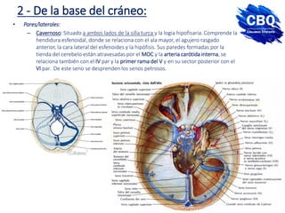 2 - De la base del cráneo:
• Pares/laterales:
– Cavernoso: Situado a ambos lados de la silla turca y la logia hipofisaria. Comprende la
hendidura esfenoidal, donde se relaciona con el ala mayor, el agujero rasgado
anterior, la cara lateral del esfenoides y la hipófisis. Sus paredes formadas por la
tienda del cerebelo están atravesadas por el MOC y la arteria carótida interna, se
relaciona también con el IV par y la primer rama del V y en su sector posterior con el
VI par. De este seno se desprenden los senos petrosos.
 
