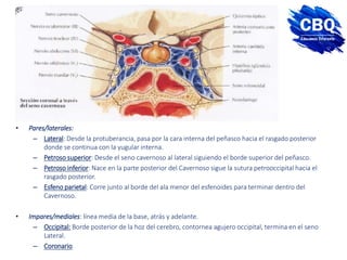• Pares/laterales:
– Lateral: Desde la protuberancia, pasa por la cara interna del peñasco hacia el rasgado posterior
donde se continua con la yugular interna.
– Petroso superior: Desde el seno cavernoso al lateral siguiendo el borde superior del peñasco.
– Petroso inferior: Nace en la parte posterior del Cavernoso sigue la sutura petrooccipital hacia el
rasgado posterior.
– Esfeno parietal: Corre junto al borde del ala menor del esfenoides para terminar dentro del
Cavernoso.
• Impares/mediales: línea media de la base, atrás y adelante.
– Occipital: Borde posterior de la hoz del cerebro, contornea agujero occipital, termina en el seno
Lateral.
– Coronario
 