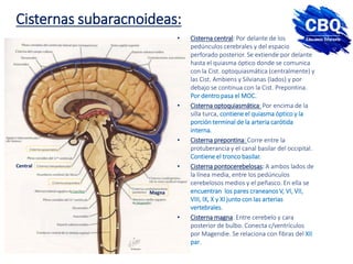 Cisternas subaracnoideas:
• Cisterna central: Por delante de los
pedúnculos cerebrales y del espacio
perforado posterior. Se extiende por delante
hasta el quiasma óptico donde se comunica
con la Cist. optoquiasmática (centralmente) y
las Cist. Ambiens y Silvianas (lados) y por
debajo se continua con la Cist. Prepontina.
Por dentro pasa el MOC.
• Cisterna optoquiasmática: Por encima de la
silla turca, contiene el quiasma óptico y la
porción terminal de la arteria carótida
interna.
• Cisterna prepontina: Corre entre la
protuberancia y el canal basilar del occipital.
Contiene el tronco basilar.
• Cisterna pontocerebelosas: A ambos lados de
la línea media, entre los pedúnculos
cerebelosos medios y el peñasco. En ella se
encuentran los pares craneanos V, VI, VII,
VIII, IX, X y XI junto con las arterias
vertebrales.
• Cisterna magna: Entre cerebelo y cara
posterior de bulbo. Conecta c/ventrículos
por Magendie. Se relaciona con fibras del XII
par.
Central
Magna
 