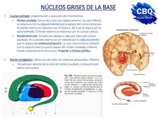 NÚCLEOS GRISES DE LA BASE
• Cuerpo estriado: programación y ejecución de movimientos.
– Núcleo caudado: forma de coma con cabeza anterior. Su cara inferior
se relaciona con la cápsula interna que la separa del núcleo lenticular.
Su borde interno se relaciona con el tálamo, del cual se separa por el
surco estriado. El borde externo se relaciona con el cuerpo calloso.
– Núcleo lenticular: Situado por debajo y algo por fuera del núcleo
caudado. En su borde externo se ve rodeado por la cápsula externa
que lo separa del antemuro/clasutro. La cara interna toma contacto
con la cápsula interna que lo separa del núcleo caudado y tálamo.
Puede subdividirse en tres zonas: Putamen y Globus pallidus.
• Núcleo amigdalino: aferencias de todos los sistemas sensoriales; olfatoria.
– Situado por delante de la cola del núcleo caudado, compuesto por
varios subnúcleos.
 