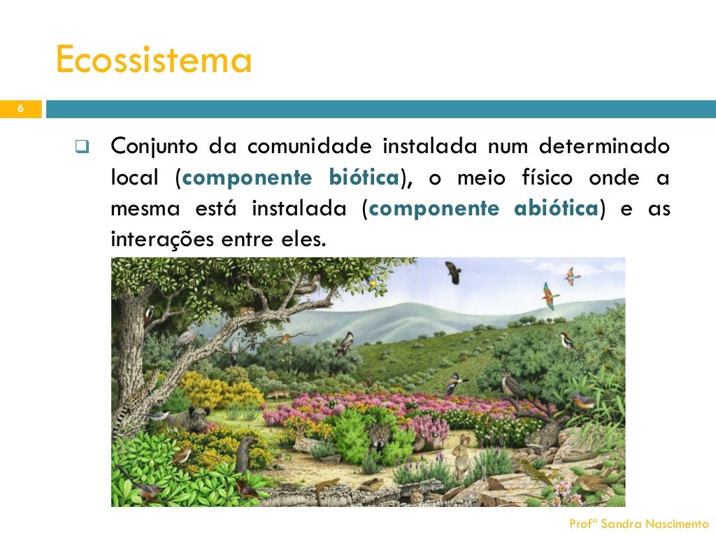 Biologia Estrutura Dos Ecossistemas Habitat E Nicho Ecológico