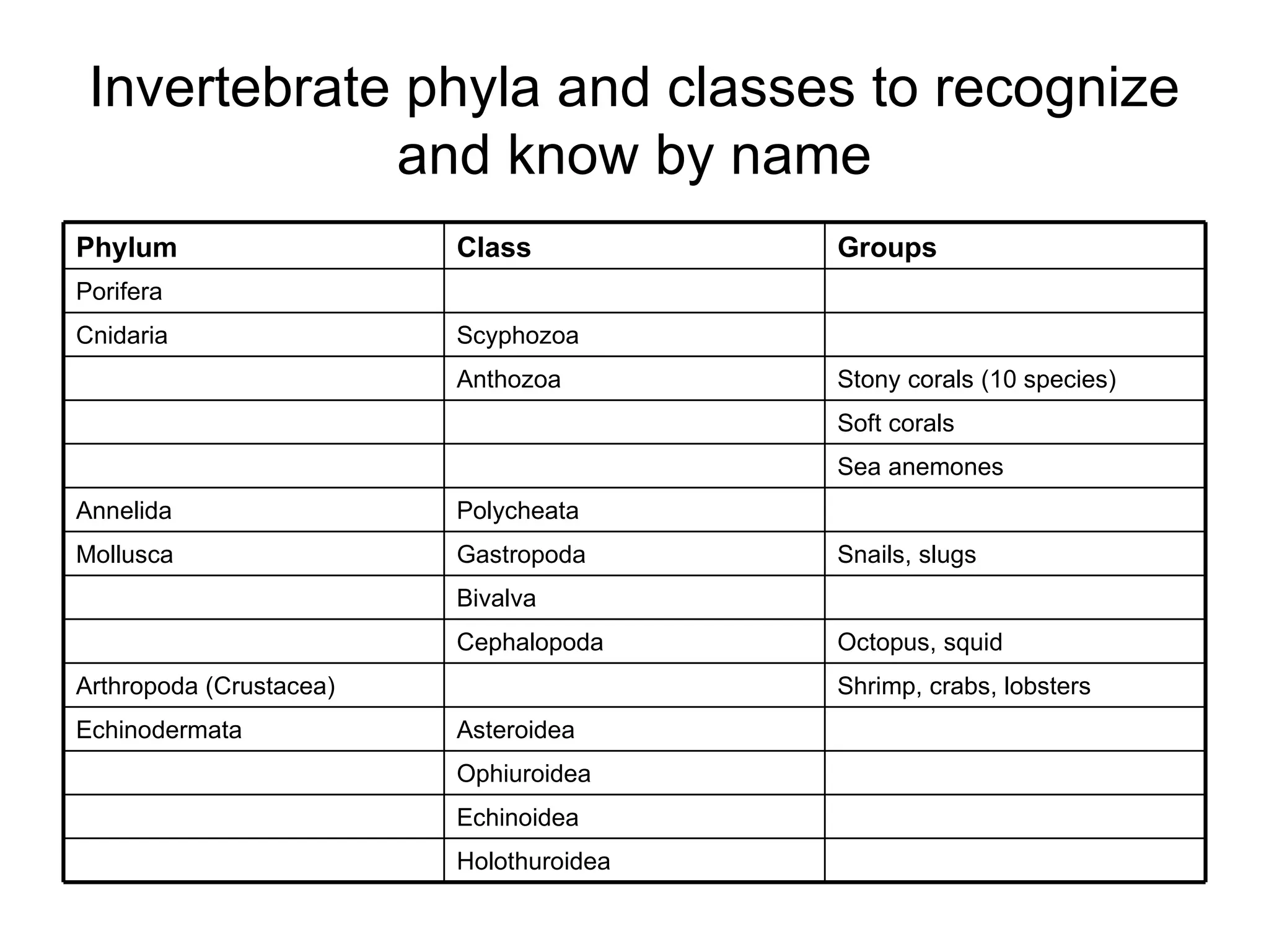 Invertebrate phyla and classes to recognize and know by name Holothuroidea Echinoidea Ophiuroidea Asteroidea Echinodermata Shrimp, crabs, lobsters Arthropoda (Crustacea) Octopus, squid Cephalopoda Bivalva Snails, slugs Gastropoda Mollusca Polycheata Annelida Sea anemones Soft corals Stony corals (10 species) Anthozoa Scyphozoa Cnidaria Porifera Groups Class Phylum 