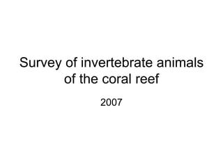 Survey of invertebrate animals of the coral reef 2007 
