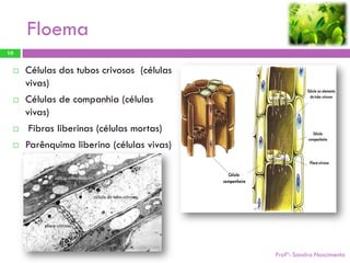 Floema
10


    Células dos tubos crivosos (células
     vivas)
    Células de companhia (células
     vivas)
    Fibras liberinas (células mortas)
    Parênquima liberino (células vivas)




                                           Profª: Sandra Nascimento
 