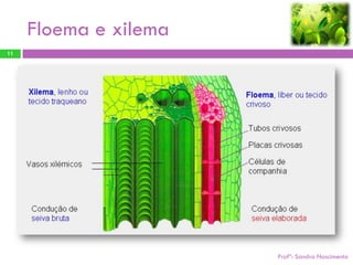 Floema e xilema
11




                       Profª: Sandra Nascimento
 