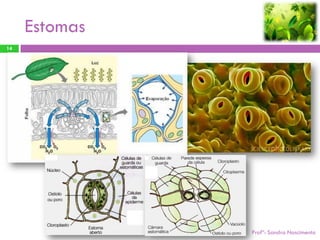 Estomas
14




               Profª: Sandra Nascimento
 