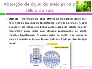 Absorção de água do meio para a
              célula da raiz
18


        Osmose – movimento da água através de membranas permeáveis
         no sentido do equilíbrio de concentrações entre os dois meios. A água
         desloca-se de zonas com baixa concentração de solutos (soluções
         hipotónicas) para meios com elevada concentração de solutos
         (soluções hipertónicas). A concentração de muitos dos solutos na
         planta é superior à do solo, favorecendo a entrada passiva da água
         na raiz.




                                                                Profª: Sandra Nascimento
 