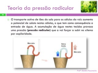 Teoria da pressão radicular
20


        O transporte activo de iões do solo para as células da raiz aumenta
         o potencial de soluto nestas células, o que tem como consequência a
         entrada de água. A acumulação de água nestes tecidos provoca
         uma pressão (pressão radicular) que a vai forçar a subir no xilema
         por capilaridade.




                                                               Profª: Sandra Nascimento
 