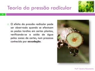 Teoria da pressão radicular
21




        O efeito da pressão radicular pode
         ser observado quando se efectuam
         as podas tardias em certas plantas,
         verificando-se a saída de água
         pelas zonas de cortes, num processo
         conhecido por exsudação.




                                               Profª: Sandra Nascimento
 