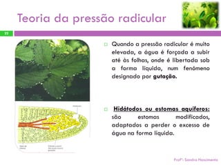 Teoria da pressão radicular
22


                       Quando a pressão radicular é muito
                        elevada, a água é forçada a subir
                        até às folhas, onde é libertada sob
                        a forma líquida, num fenómeno
                        designado por gutação.



                        Hidátodos ou estomas aquíferos:
                        são      estomas       modificados,
                        adaptados a perder o excesso de
                        água na forma líquida.


                                              Profª: Sandra Nascimento
 