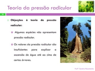 Teoria da pressão radicular
23


        Objecções      à    teoria   da   pressão
         radicular:

            Algumas espécies não apresentam
             pressão radicular.

            Os valores da pressão radicular são
             insuficientes     para   explicar   a
             ascensão de água até ao cimo de
             certas árvores.

                                                     Profª: Sandra Nascimento
 