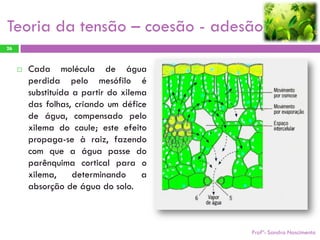 Teoria da tensão – coesão - adesão
26



        Cada molécula de água
         perdida pelo mesófilo é
         substituída a partir do xilema
         das folhas, criando um défice
         de água, compensado pelo
         xilema do caule; este efeito
         propaga-se à raiz, fazendo
         com que a água passe do
         parênquima cortical para o
         xilema,     determinando     a
         absorção de água do solo.



                                          Profª: Sandra Nascimento
 