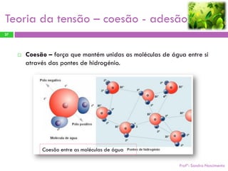 Teoria da tensão – coesão - adesão
27




        Coesão – força que mantém unidas as moléculas de água entre si
         através das pontes de hidrogénio.




              Coesão entre as moléculas de água

                                                             Profª: Sandra Nascimento
 