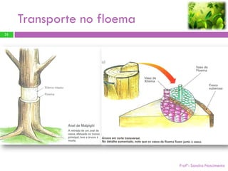Transporte no floema
31




                            Profª: Sandra Nascimento
 
