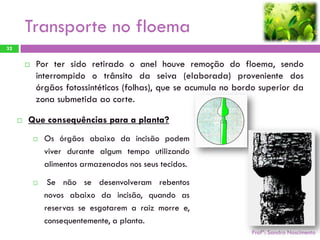 Transporte no floema
32


            Por ter sido retirado o anel houve remoção do floema, sendo
             interrompido o trânsito da seiva (elaborada) proveniente dos
             órgãos fotossintéticos (folhas), que se acumula no bordo superior da
             zona submetida ao corte.

        Que consequências para a planta?
                Os órgãos abaixo da incisão podem
                 viver durante algum tempo utilizando
                 alimentos armazenados nos seus tecidos.

                 Se não se desenvolveram rebentos
                 novos abaixo da incisão, quando as
                 reservas se esgotarem a raiz morre e,
                 consequentemente, a planta.
                                                                   Profª: Sandra Nascimento
 