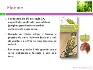 Floema
34


        Na década de 50 do século XX,
         experiências realizadas com afídeos
         (pulgões) permitiram um melhor
         conhecimento dessa seiva.
        Quando um afídeo atinge o floema, a
         pressão da seiva floémica força-a a sair
         da planta e a entrar no tubo digestivo do
         animal.
        Por vezes a pressão é tão grande que a
         seiva elaborada é forçada a sair pelo
         ânus.


                                                     Profª: Sandra Nascimento
 