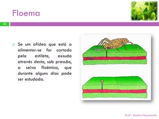 Floema
35




        Se um afídeo que está a
         alimentar-se for cortado
         pelo     estilete,  exsuda
         através deste, sob pressão,
         a seiva floémica, que
         durante alguns dias pode
         ser estudada.




                                       Profª: Sandra Nascimento
 