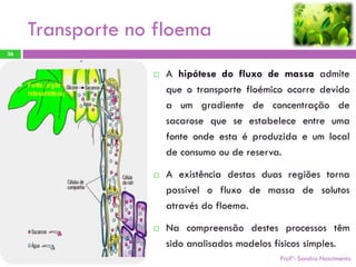 Transporte no floema
36


                     A hipótese do fluxo de massa admite
                      que o transporte floémico ocorre devido
                      a um gradiente de concentração de
                      sacarose que se estabelece entre uma
                      fonte onde esta é produzida e um local
                      de consumo ou de reserva.

                     A existência destas duas regiões torna
                      possível o fluxo de massa de solutos
                      através do floema.

                     Na compreensão destes processos têm
                      sido analisados modelos físicos simples.
                                              Profª: Sandra Nascimento
 