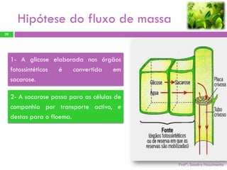 Hipótese do fluxo de massa
39




     1- A glicose elaborada nos órgãos
     fotossintéticos é  convertida em
     sacarose.

     2- A sacarose passa para as células de
     companhia por transporte activo, e
     destas para o floema.




                                              Profª: Sandra Nascimento
 