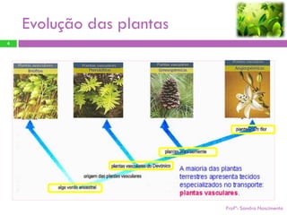 Evolução das plantas
4




                  Profª: Sandra Nascimento

                                             Profª: Sandra Nascimento
 