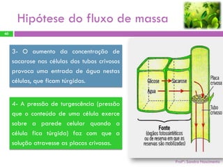 Hipótese do fluxo de massa
40




     3- O aumento da concentração de
     sacarose nas células dos tubos crivosos
     provoca uma entrada de água nestas
     células, que ficam túrgidas.


     4- A pressão de turgescência (pressão
     que o conteúdo de uma célula exerce
     sobre a parede celular quando a
     célula fica túrgida) faz com que a
     solução atravesse as placas crivosas.

                                               Profª: Sandra Nascimento
 