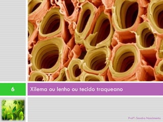 6   Xilema ou lenho ou tecido traqueano



                                          Profª: Sandra Nascimento
 