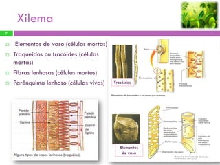Xilema
7


   Elementos de vaso (células mortas)
   Traqueídos ou tracóides (células
    mortas)
   Fibras lenhosas (células mortas)
   Parênquima lenhoso (células vivas)   Tracóides




                                            Elementos
                                             de vaso
                                                        Profª: Sandra Nascimento
 